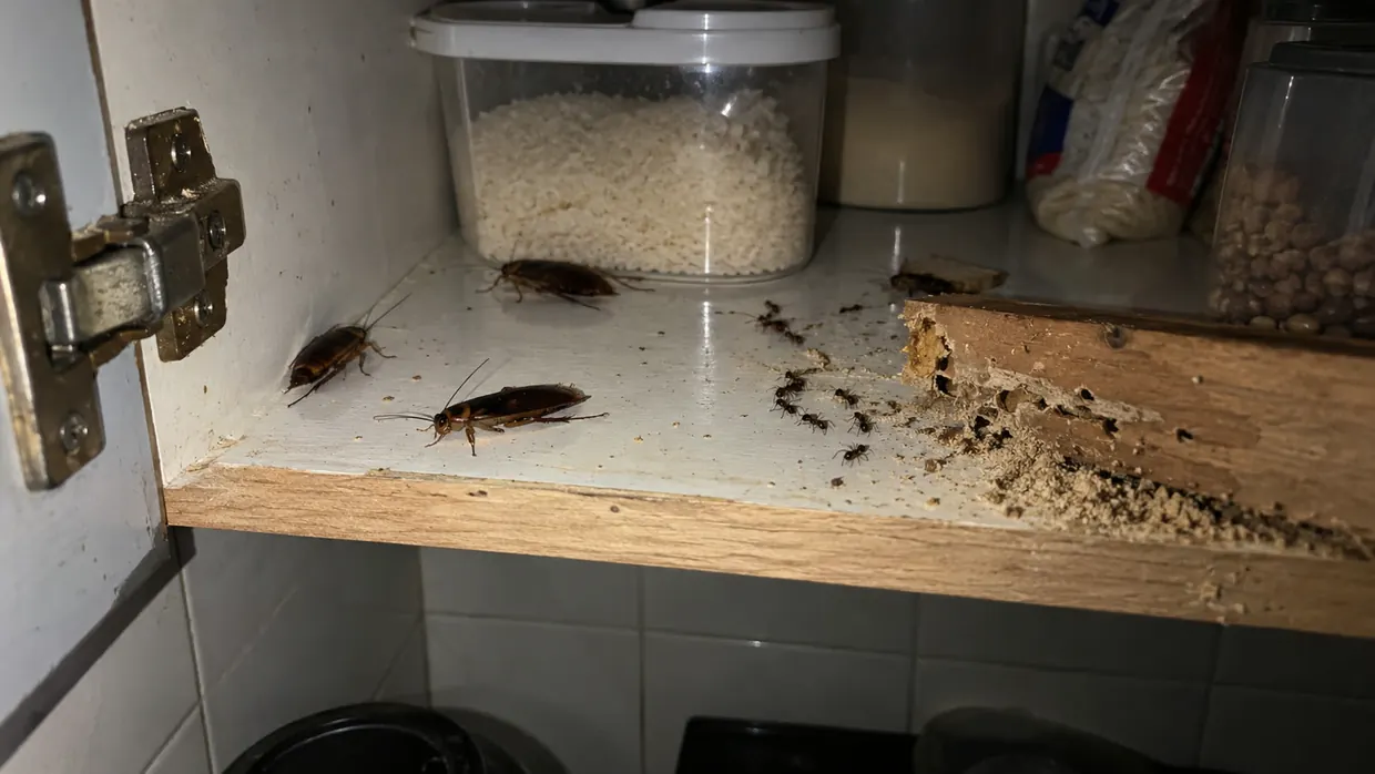 Baratas, formigas e cupim dentro de um armário de cozinha — pragas urbanas atendidas pela Ecolife